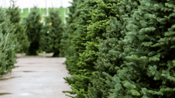 Ziemassvētku eglītes