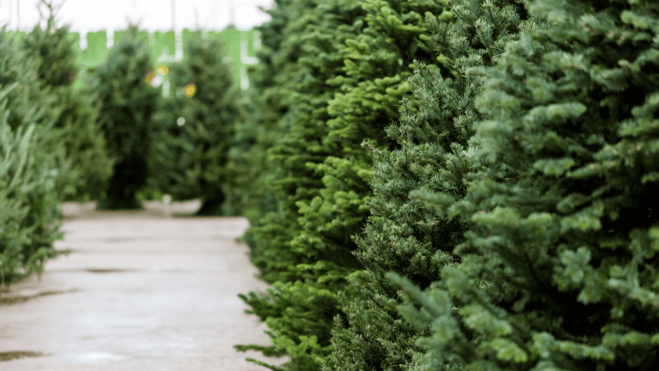 Ziemassvētku eglītes